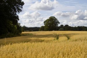 tatton park fields sm.jpg